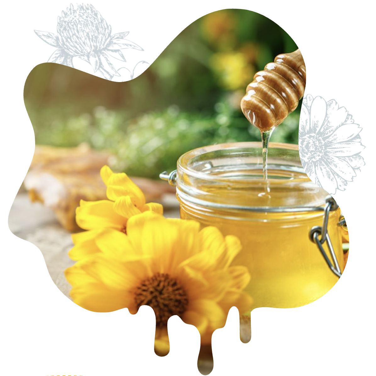 Mật ong Manuka New Zealand chảy từ sáp ong